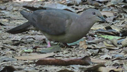 Pigeon plombé