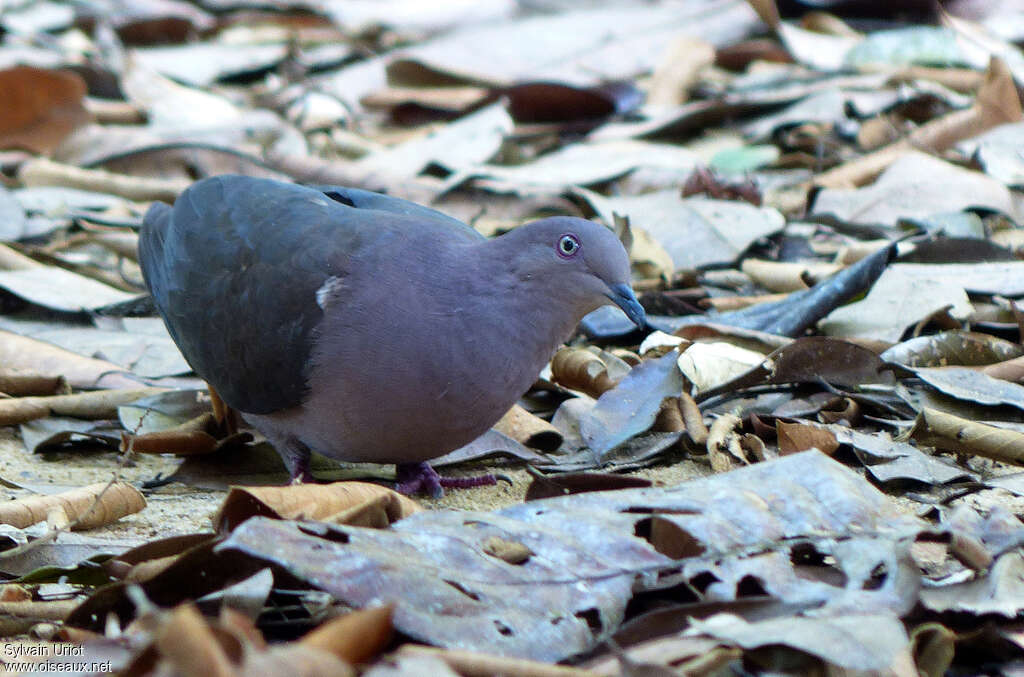 Pigeon plombéadulte, pêche/chasse