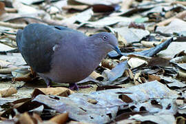 Plumbeous Pigeon