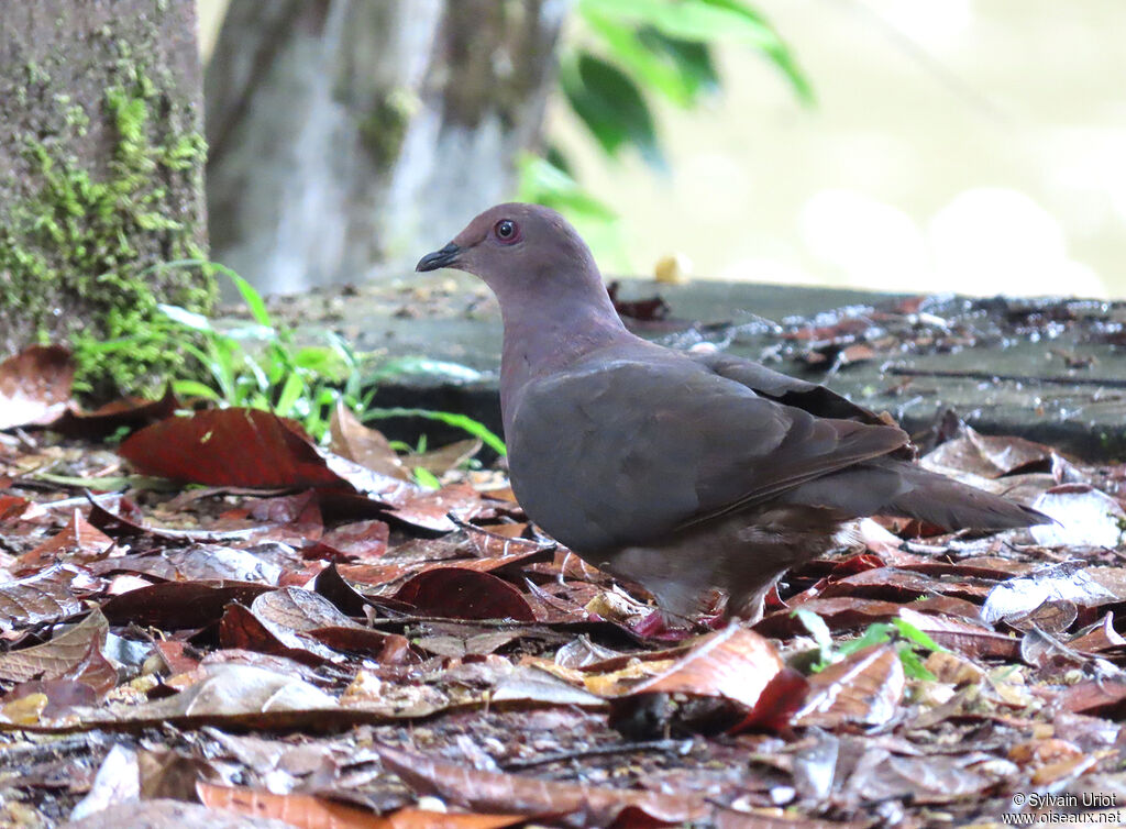 Pigeon plombéadulte