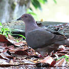 Pigeon plombé