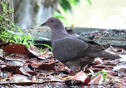 Plumbeous Pigeon