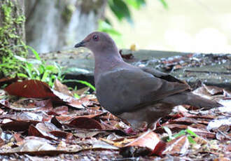 Pigeon plombé