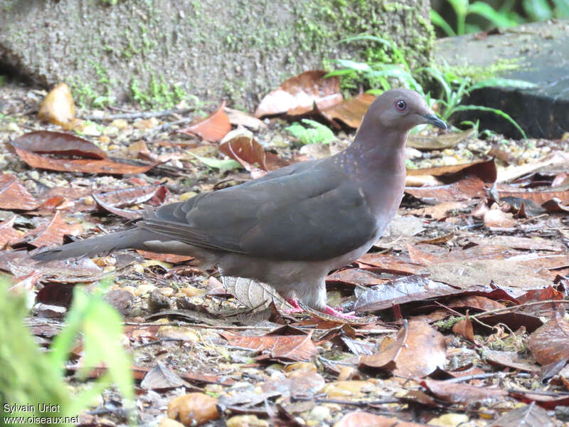 Pigeon plombéadulte, identification