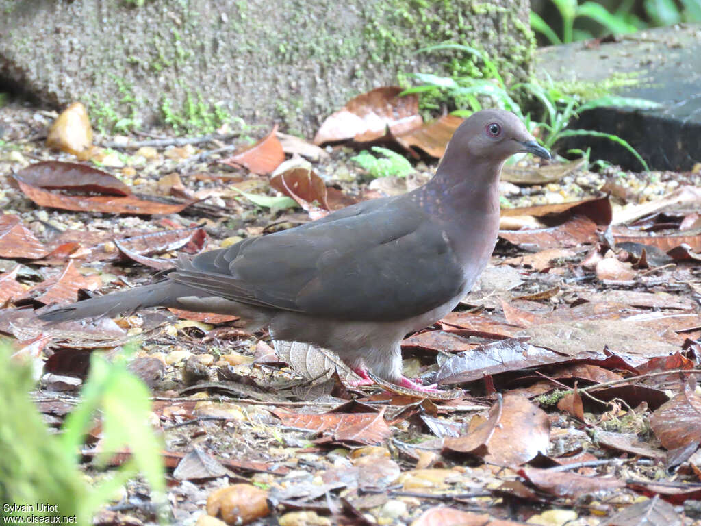 Plumbeous Pigeonadult, identification