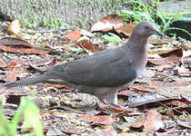 Pigeon plombé