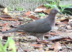 Plumbeous Pigeon