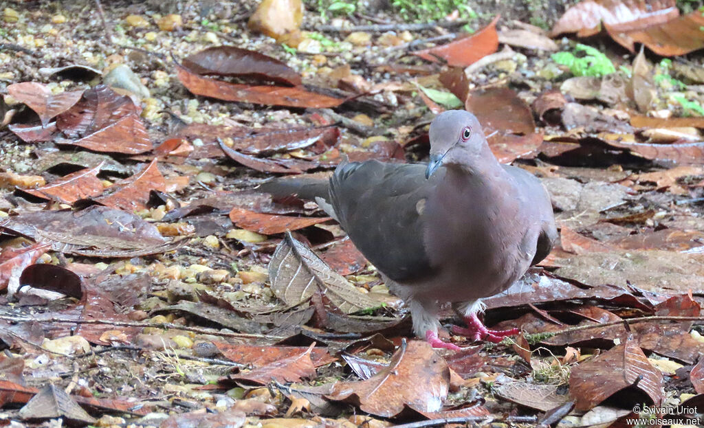 Pigeon plombéadulte