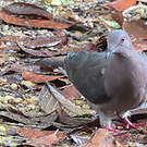Pigeon plombé