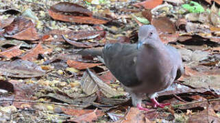 Plumbeous Pigeon