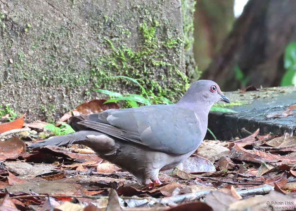 Pigeon plombéadulte