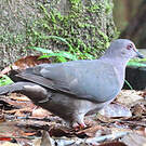 Pigeon plombé