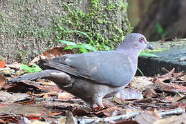 Plumbeous Pigeon