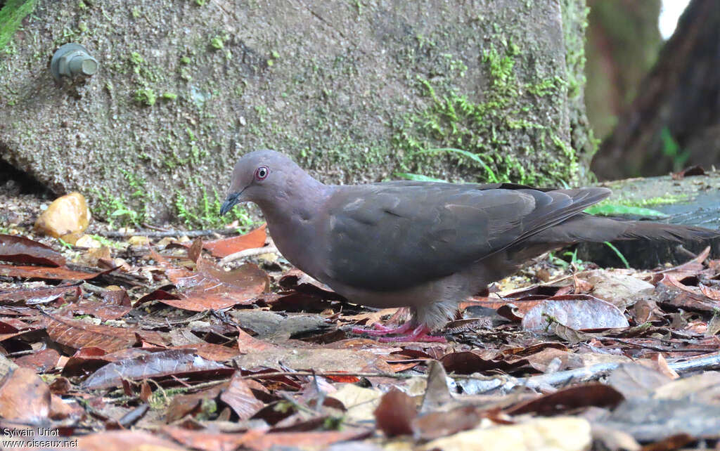 Pigeon plombéadulte, portrait