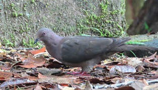 Plumbeous Pigeon