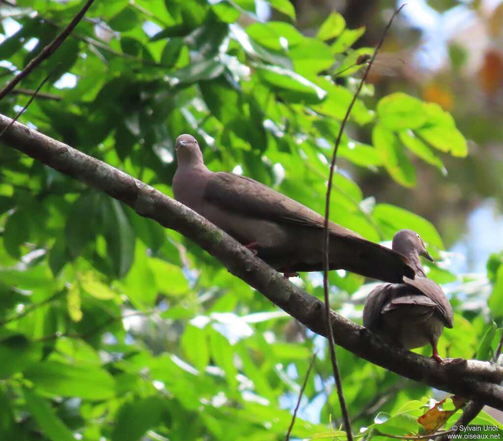 Plumbeous Pigeonadult