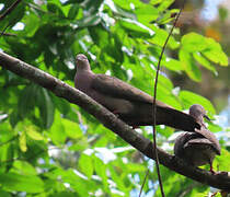 Plumbeous Pigeon