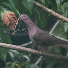 Pigeon plombé