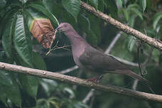 Pigeon plombé