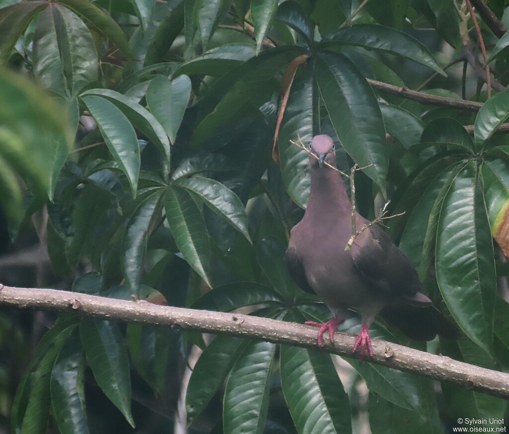 Pigeon plombéadulte