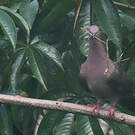 Pigeon plombé