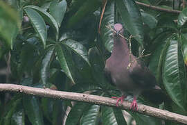 Pigeon plombé