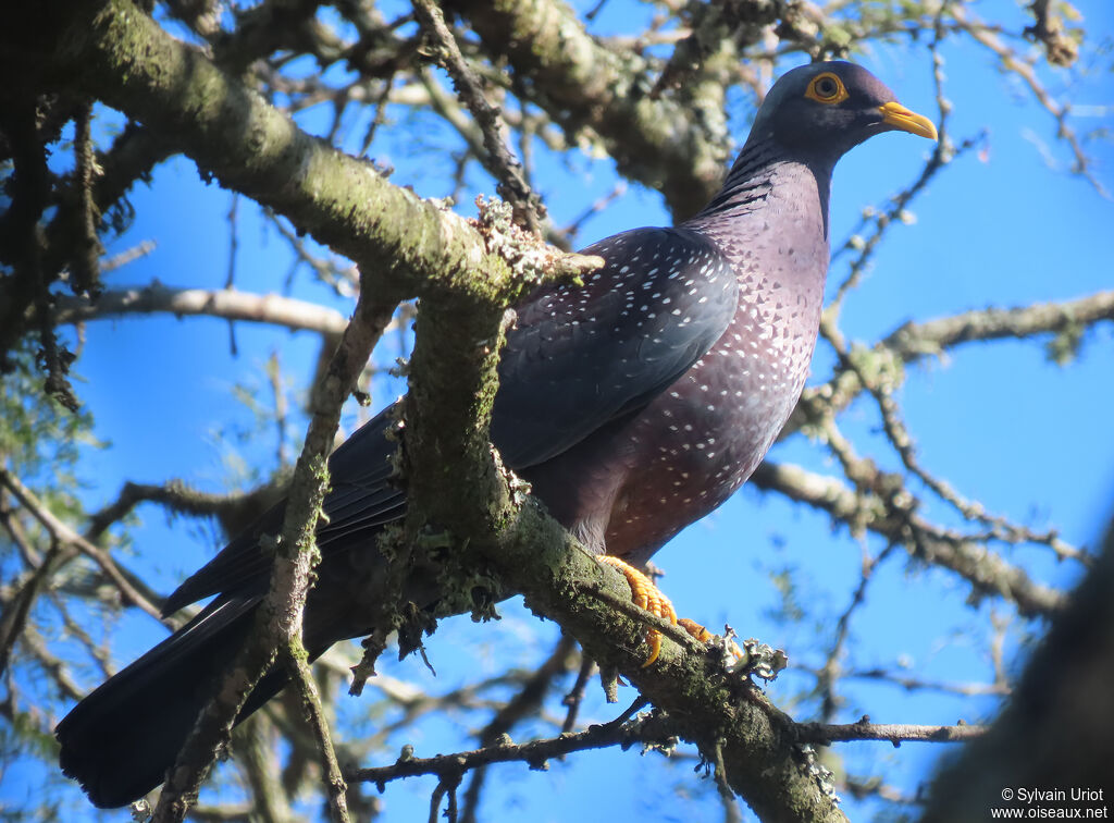 Pigeon rameronadulte