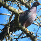 Pigeon rameron