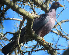 African Olive Pigeon