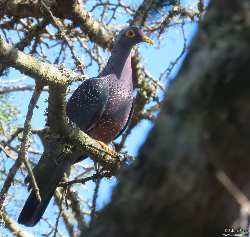 Pigeon rameronadulte