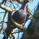 Pigeon rameron