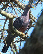 African Olive Pigeon