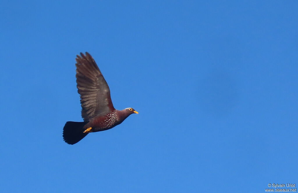 African Olive Pigeonadult