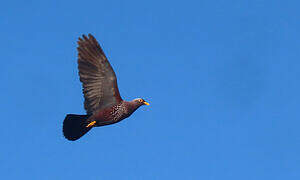 African Olive Pigeon