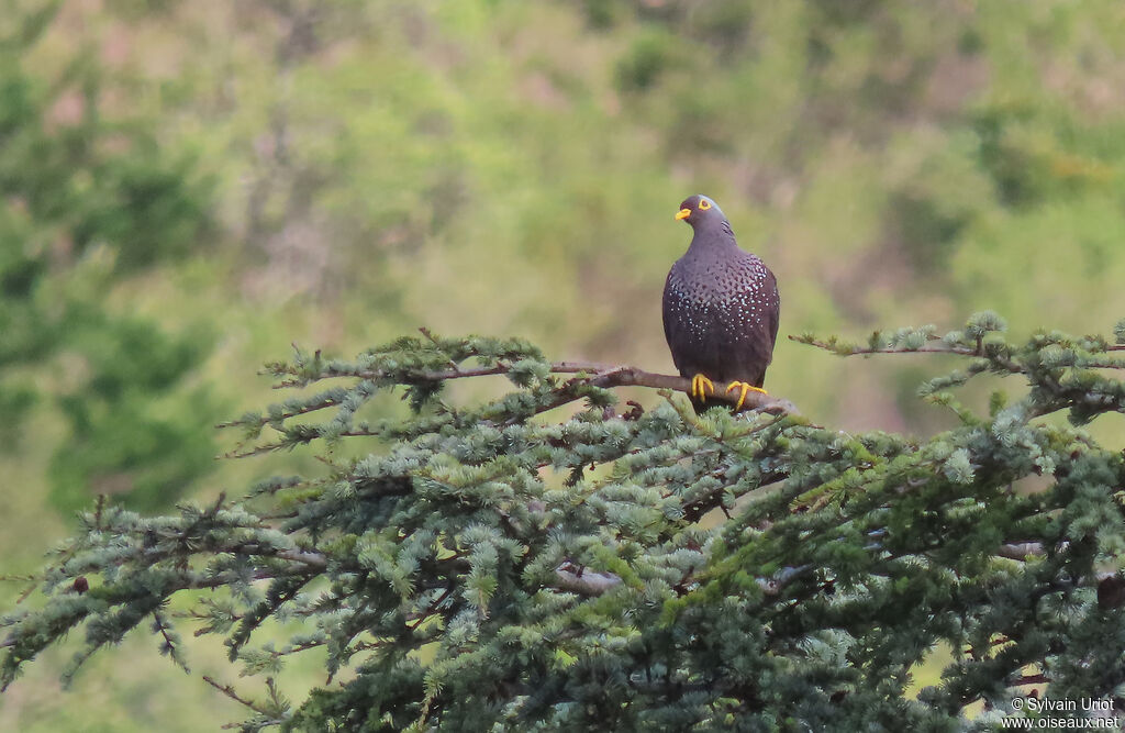 African Olive Pigeonadult