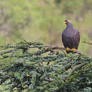 Pigeon rameron