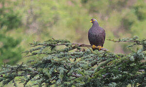 African Olive Pigeon