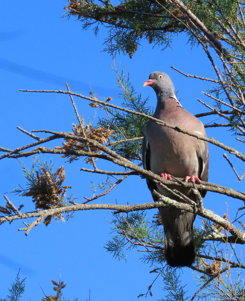 Pigeon ramier