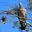 Pigeon ramier