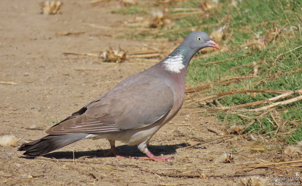 Pigeon ramier