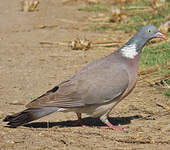 Pigeon ramier