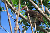 Pigeon ramiret