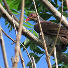 Pigeon ramiret