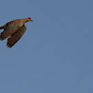 Pigeon roussard