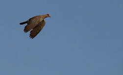 Pigeon roussard