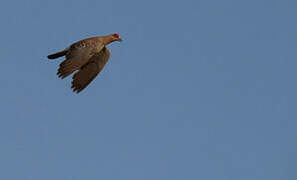 Pigeon roussard