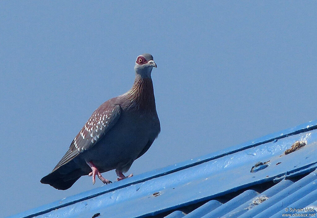 Pigeon roussard