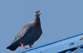 Speckled Pigeon