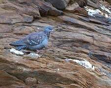 Speckled Pigeon