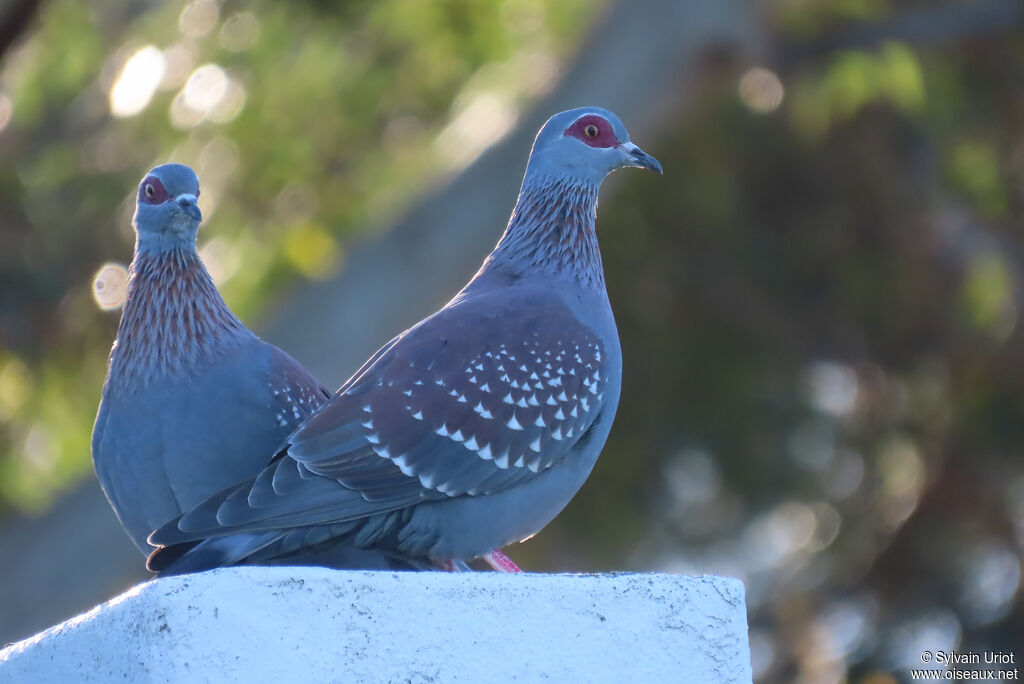 Pigeon roussardadulte